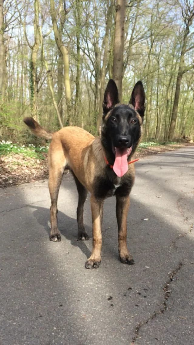Perro de raza Pastor Belga.