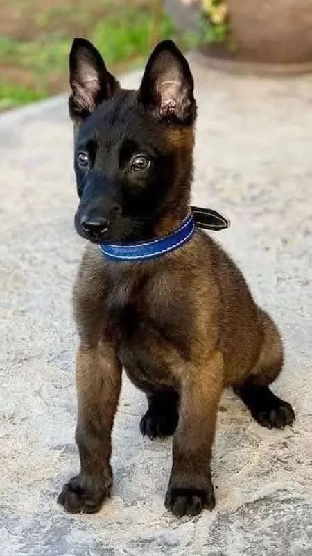 Perro de raza Pastor Belga.