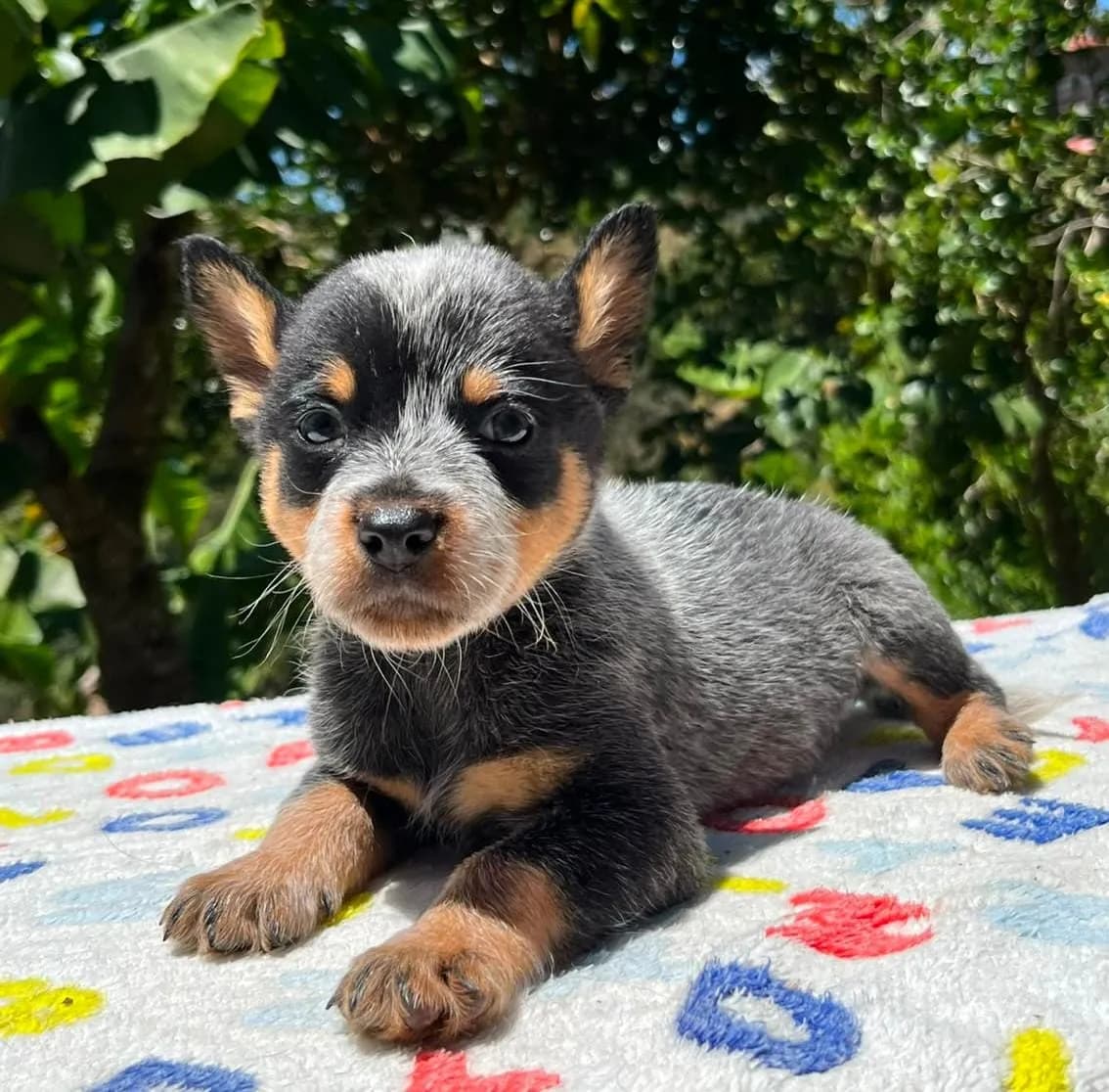 Perro de raza Pastor Ganadero.