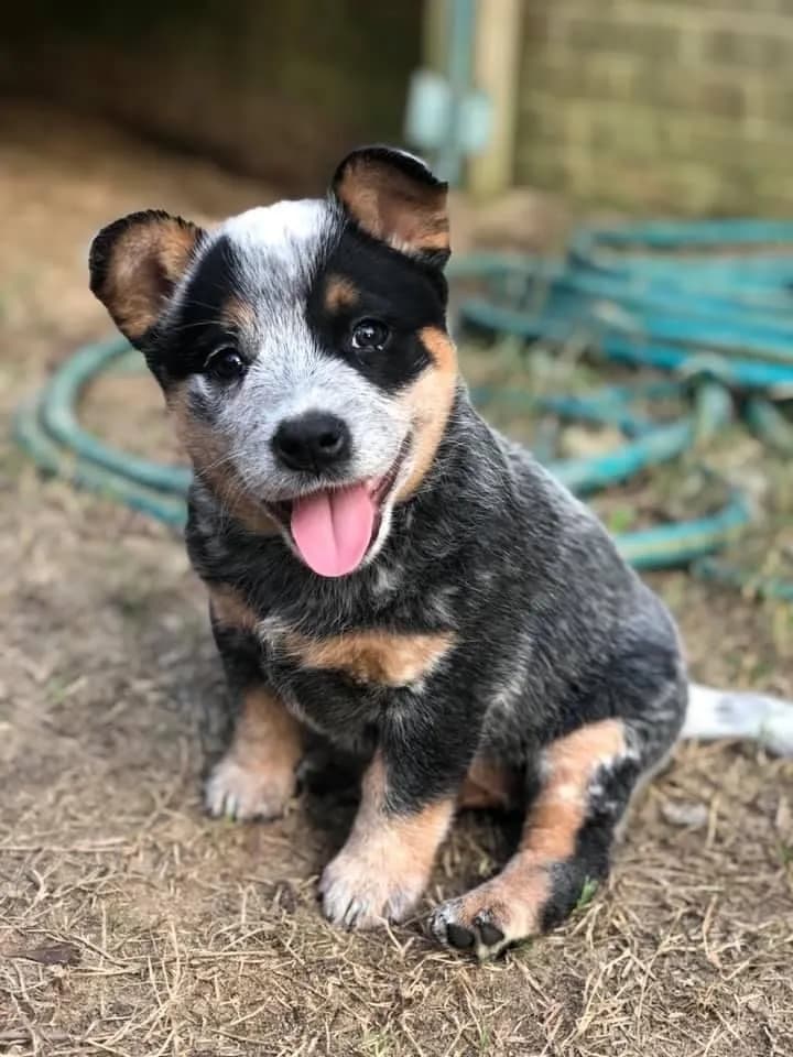 Perro de raza Pastor Ganadero.