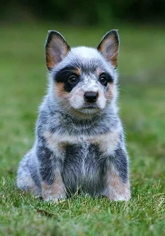 Perro de raza Pastor Ganadero.