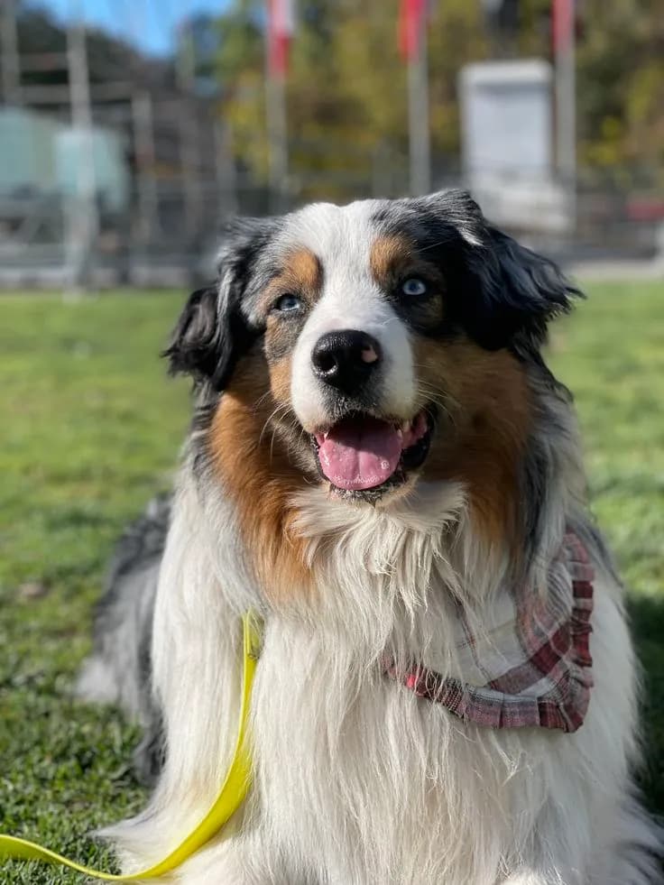 Perro de raza Pastor ovejero australiano.