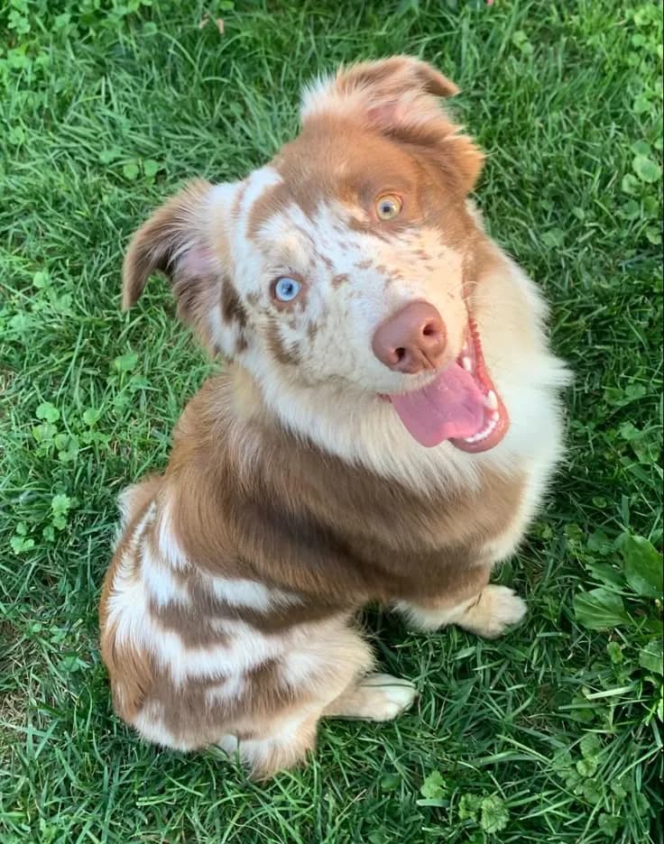 Perro de raza Pastor ovejero australiano.