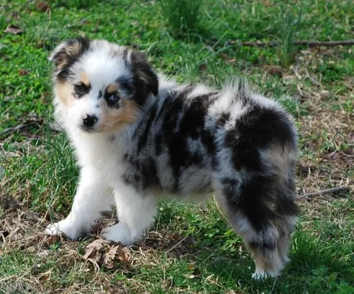Perro de raza Pastor ovejero australiano.