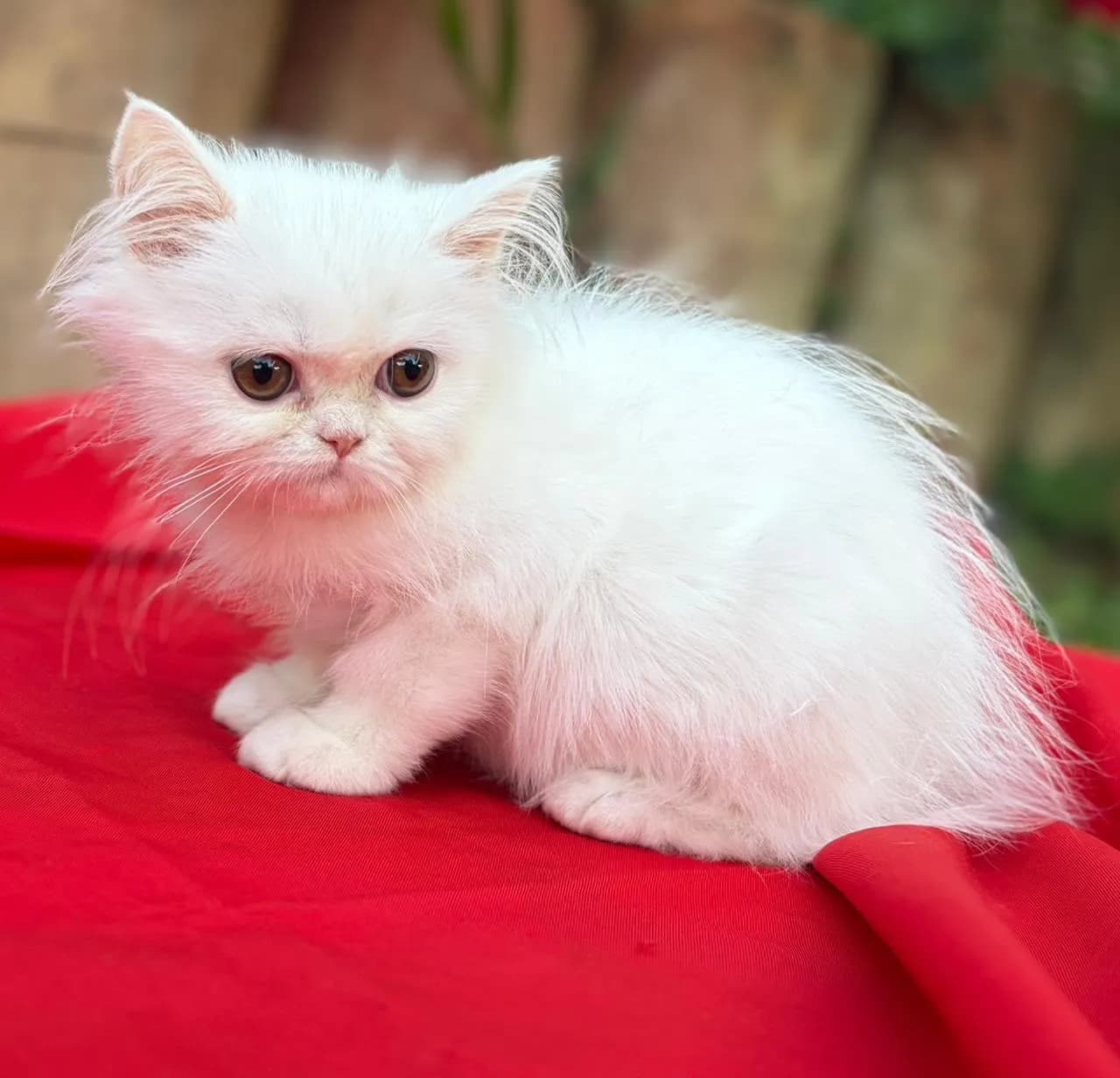 Gato de raza Persa.