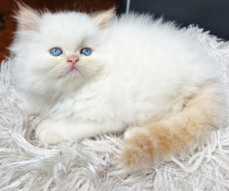 Gato de raza Persa.