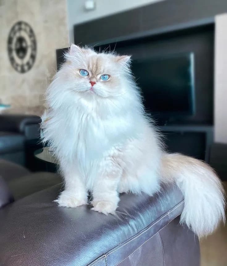Gato de raza Persa.
