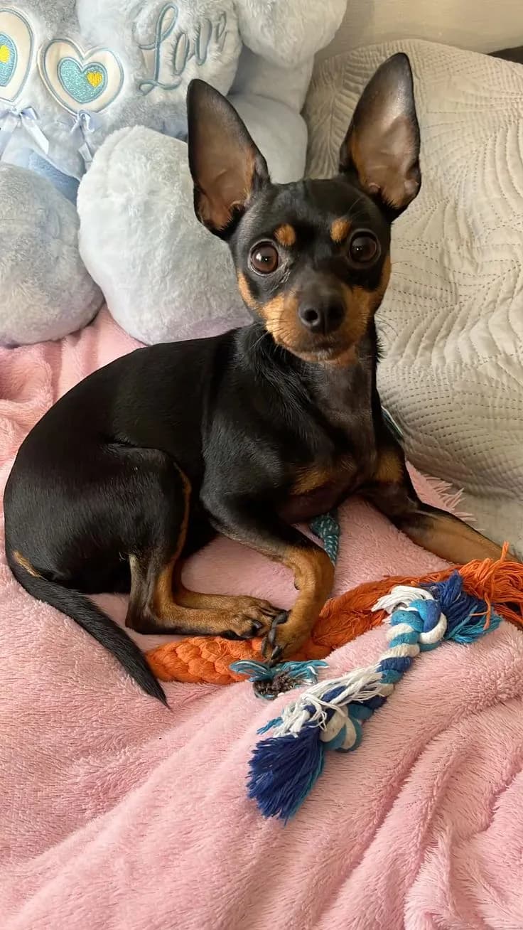 Perro de raza Pinscher Miniatura.
