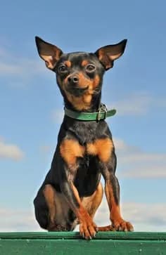 Perro de raza Pinscher Miniatura.