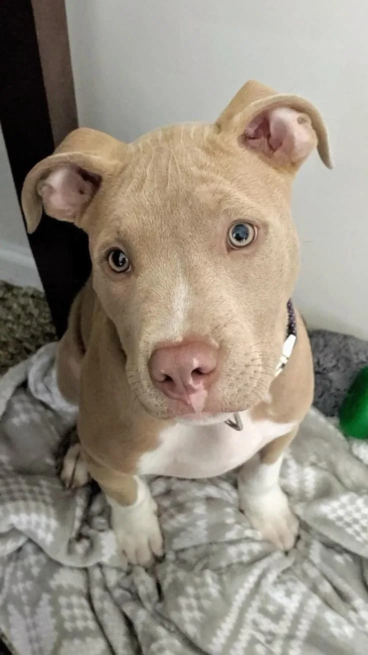 Perro de raza Pitbull.