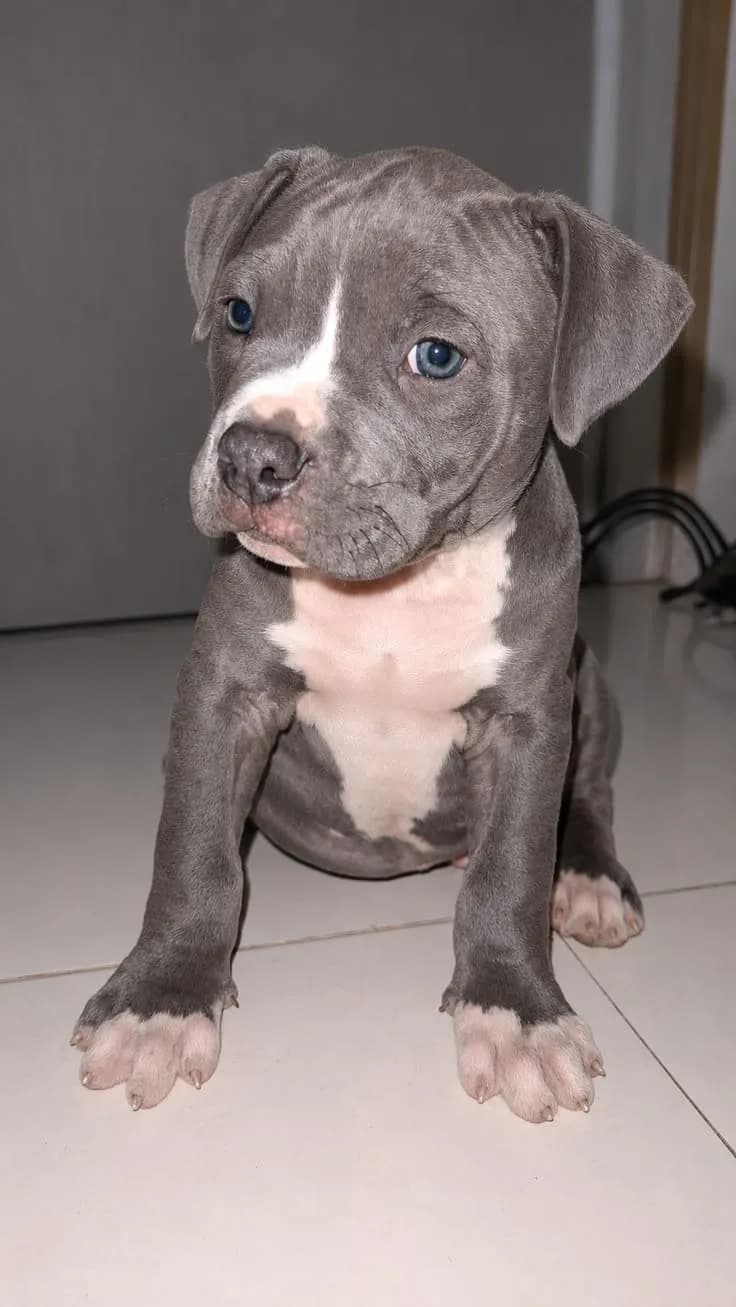 Perro de raza Pitbull.