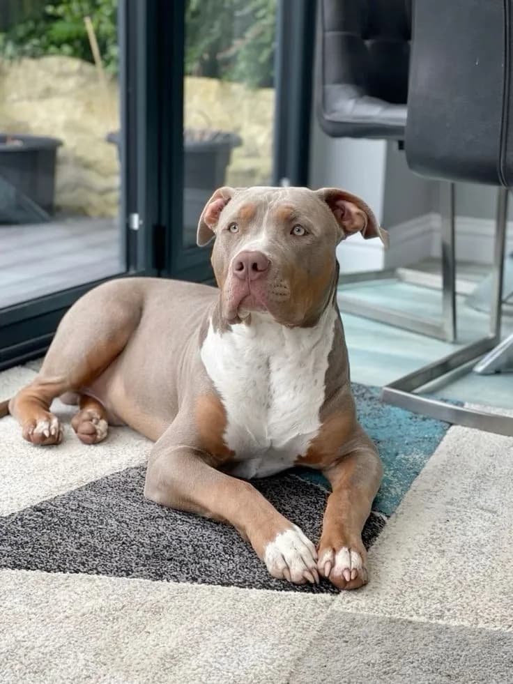 Perro de raza Pitbull.