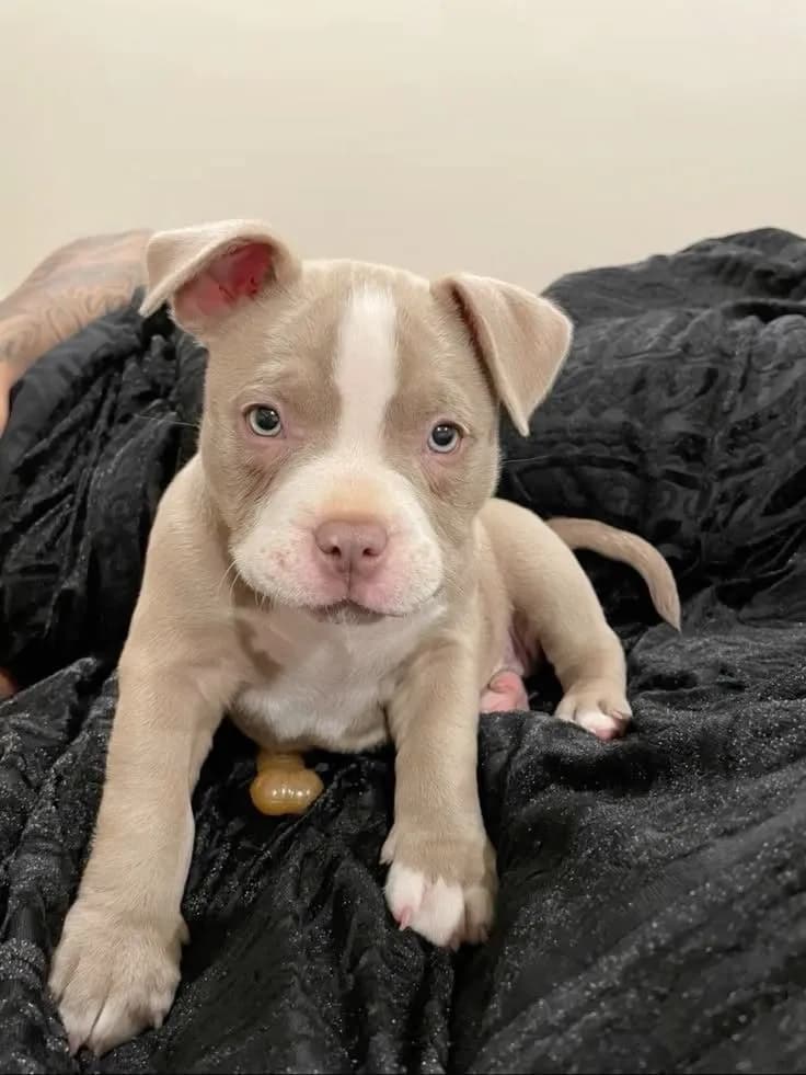 Perro de raza Pitbull.
