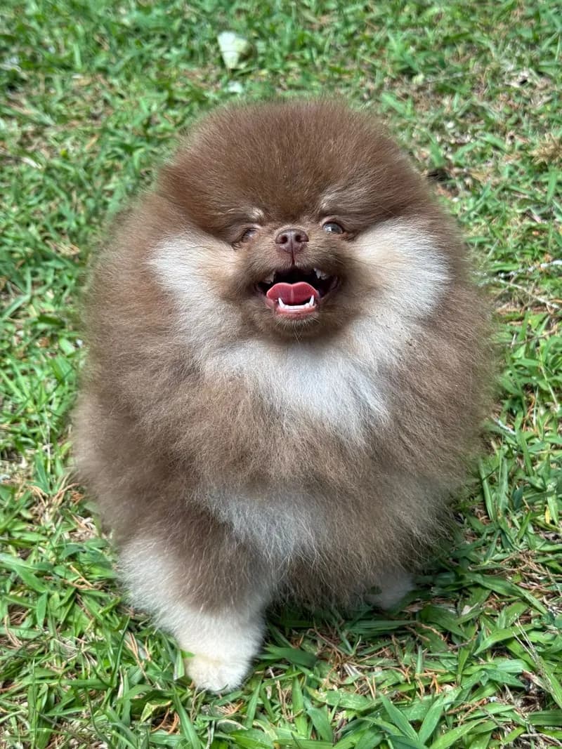 Perro de raza Pomerania cara de oso.