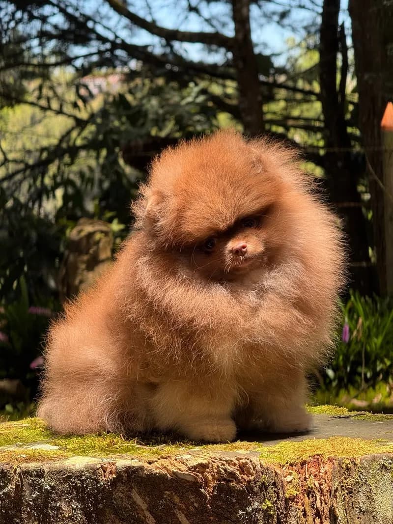 Perro de raza Pomerania cara de oso.