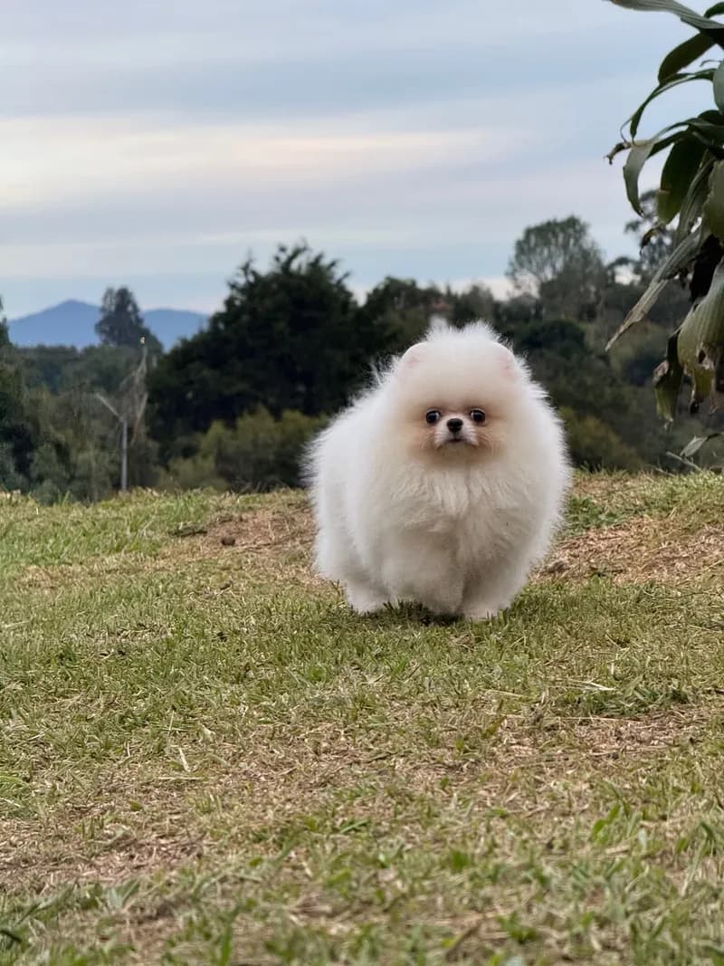 Perro de raza Pomerania cara de oso.