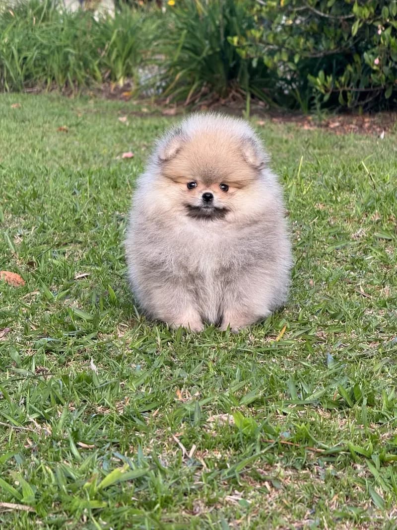 Perro de raza Pomerania cara de oso.