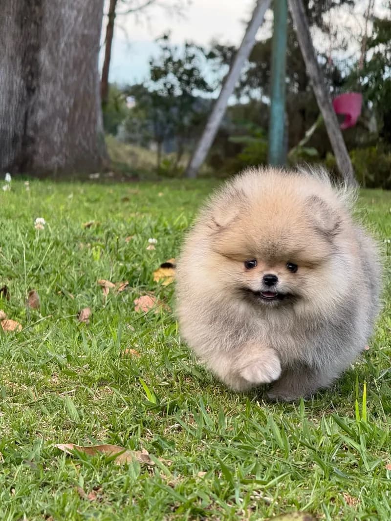 Perro de raza Pomerania cara de oso.
