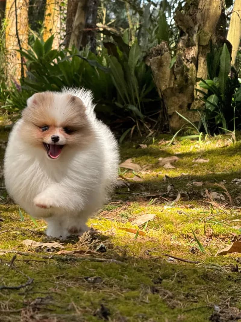 Perro de raza Pomerania cara de oso.