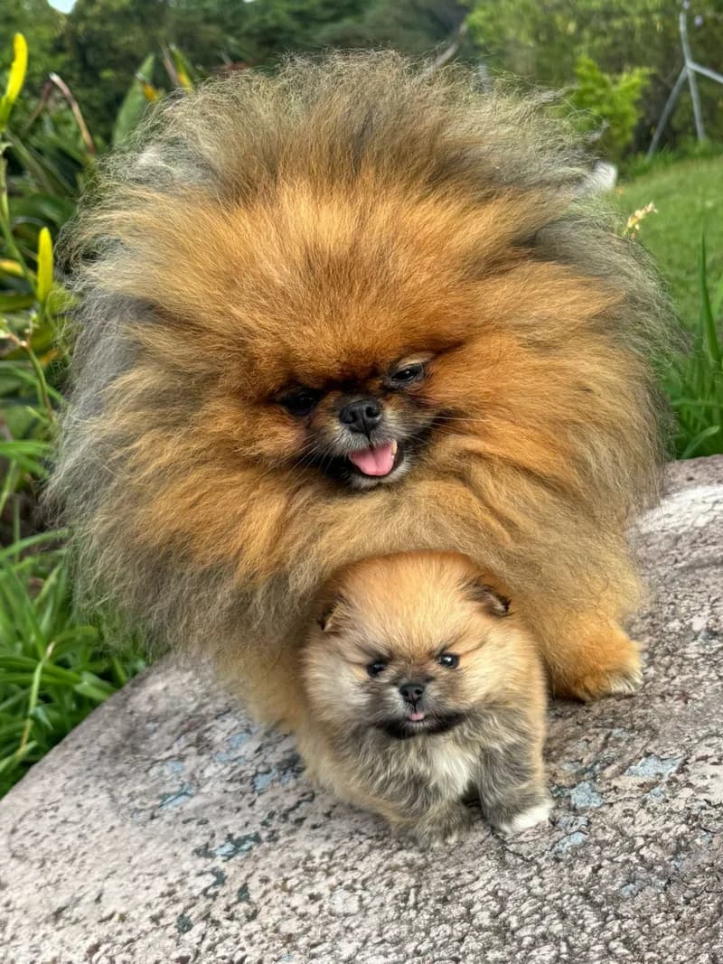 Perro de raza Pomerania cara de oso.