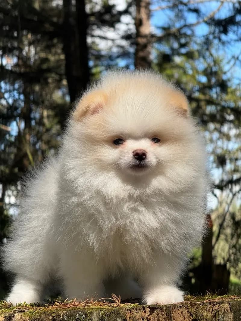 Perro de raza Pomerania cara de oso.