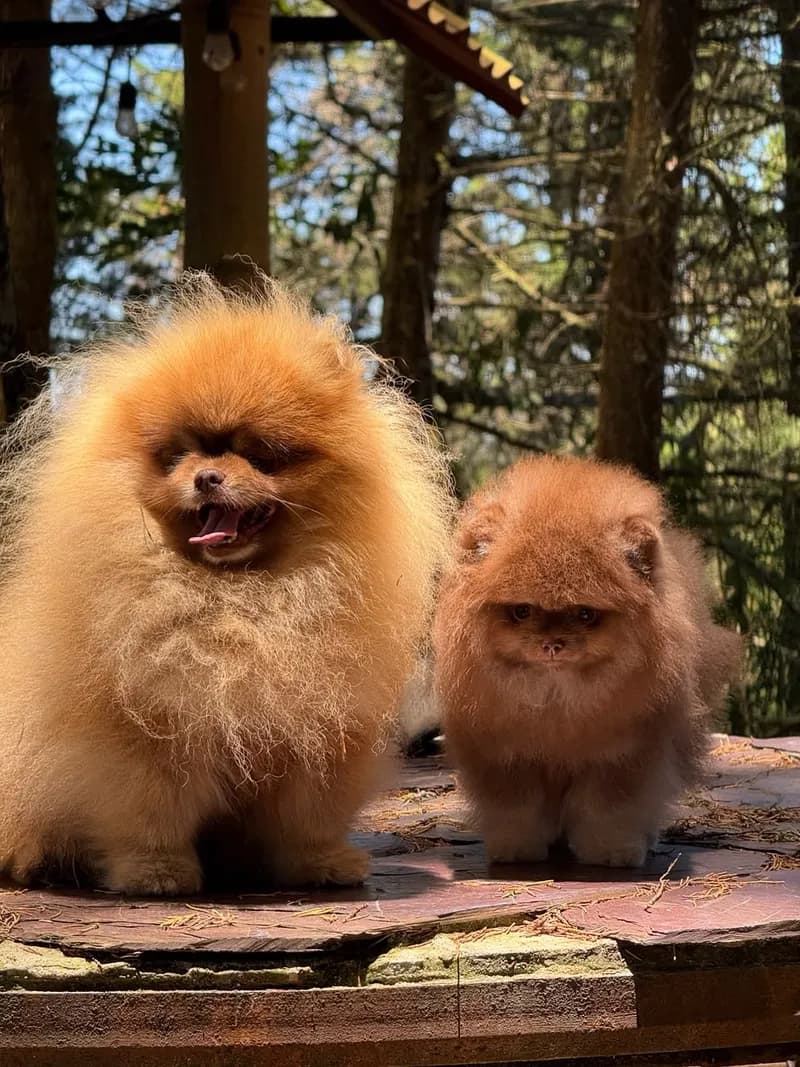 Perro de raza Pomerania cara de oso.