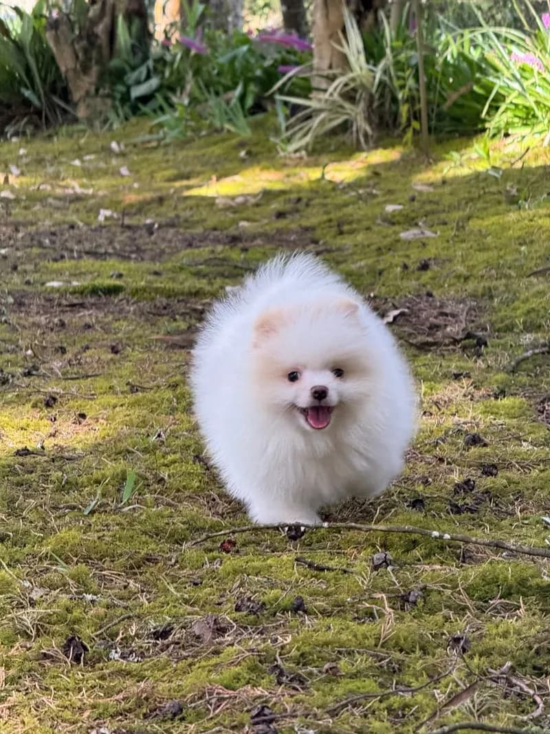 Perro de raza Pomerania cara de oso.