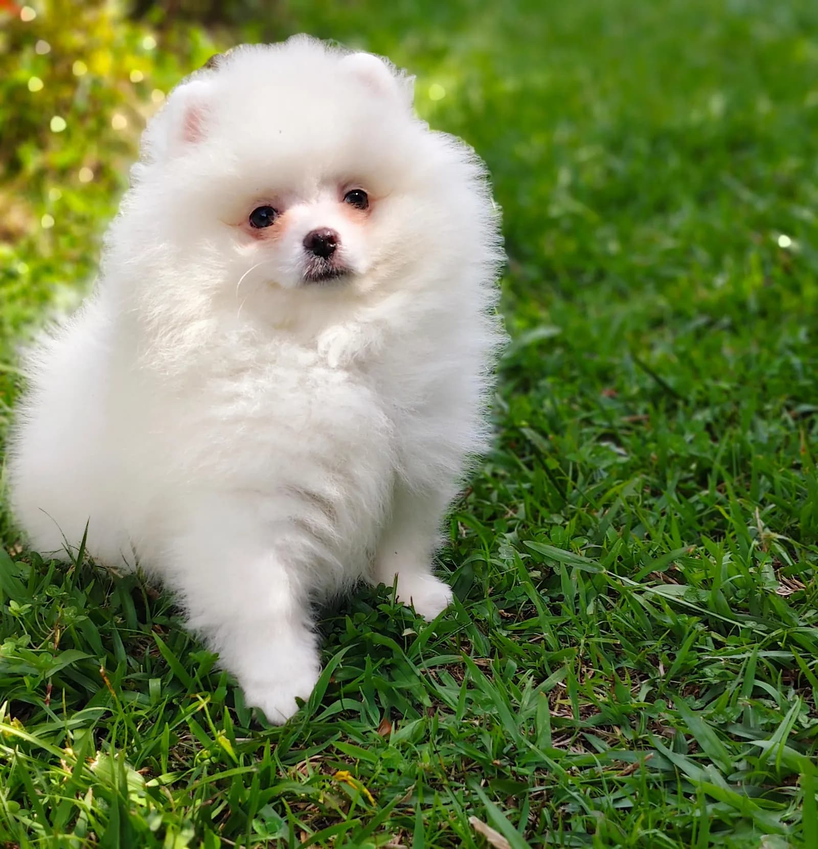 Perro de raza Pomerania cara de zorro.