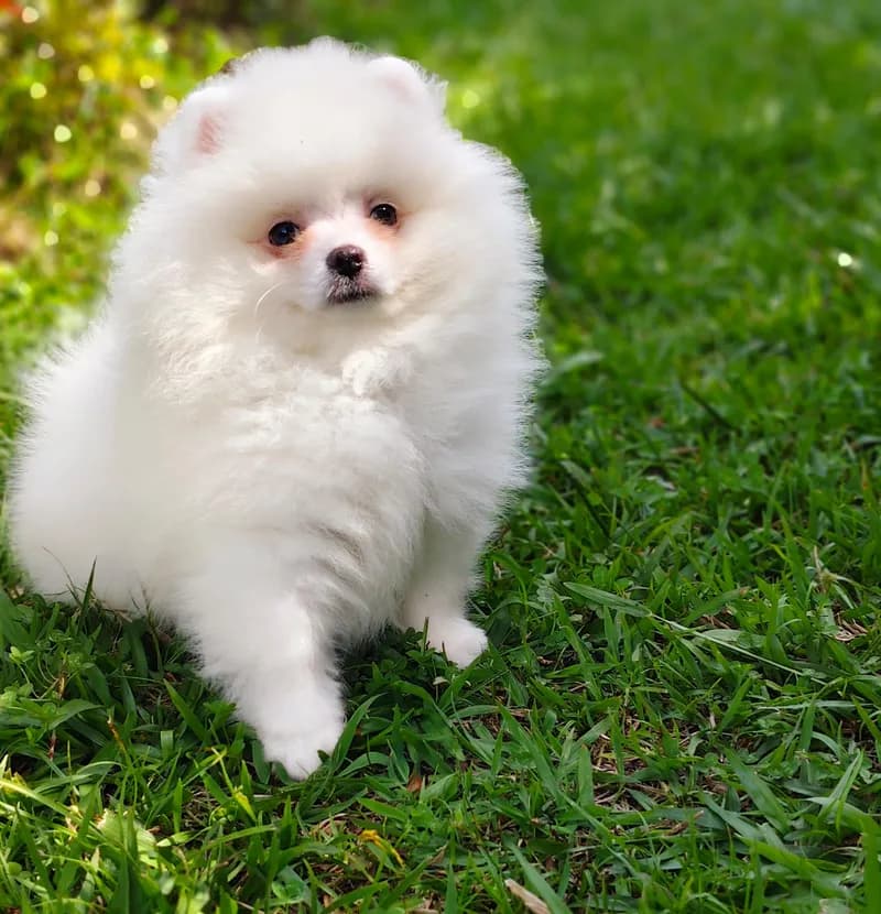 Perro de raza Pomerania cara de zorro.
