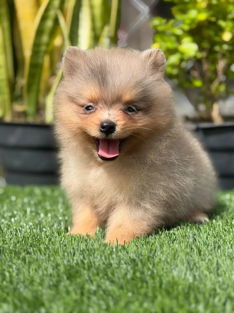 Perro de raza Pomerania cara de zorro.