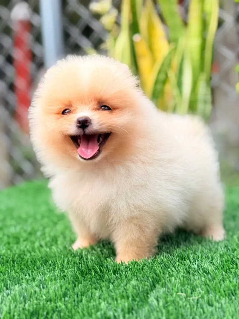 Perro de raza Pomerania cara de zorro.