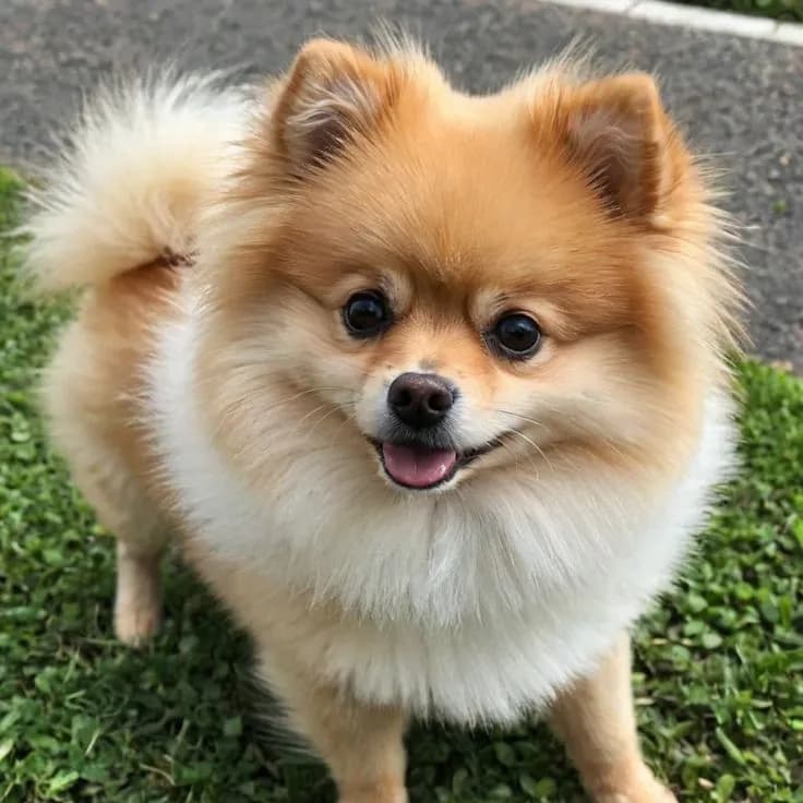 Perro de raza Pomerania cara de zorro.