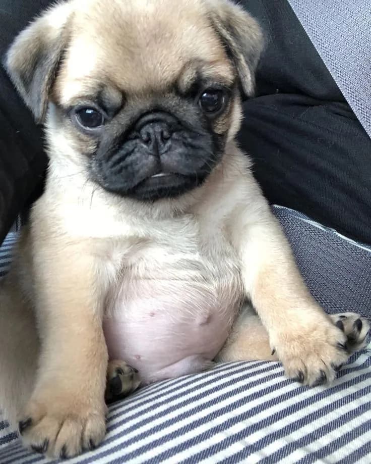 Perro de raza Pug.