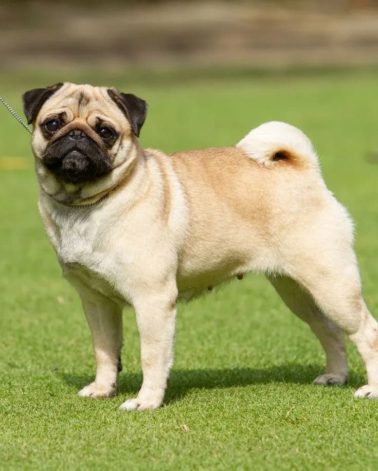 Perro de raza Pug.