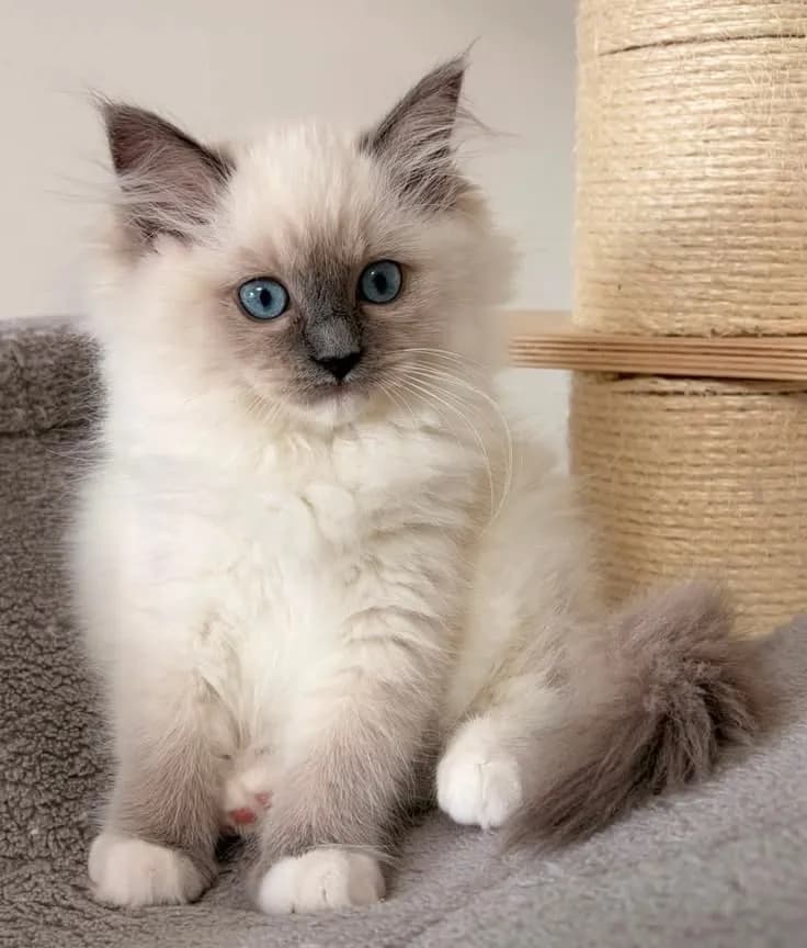 Gato de raza Ragdoll.