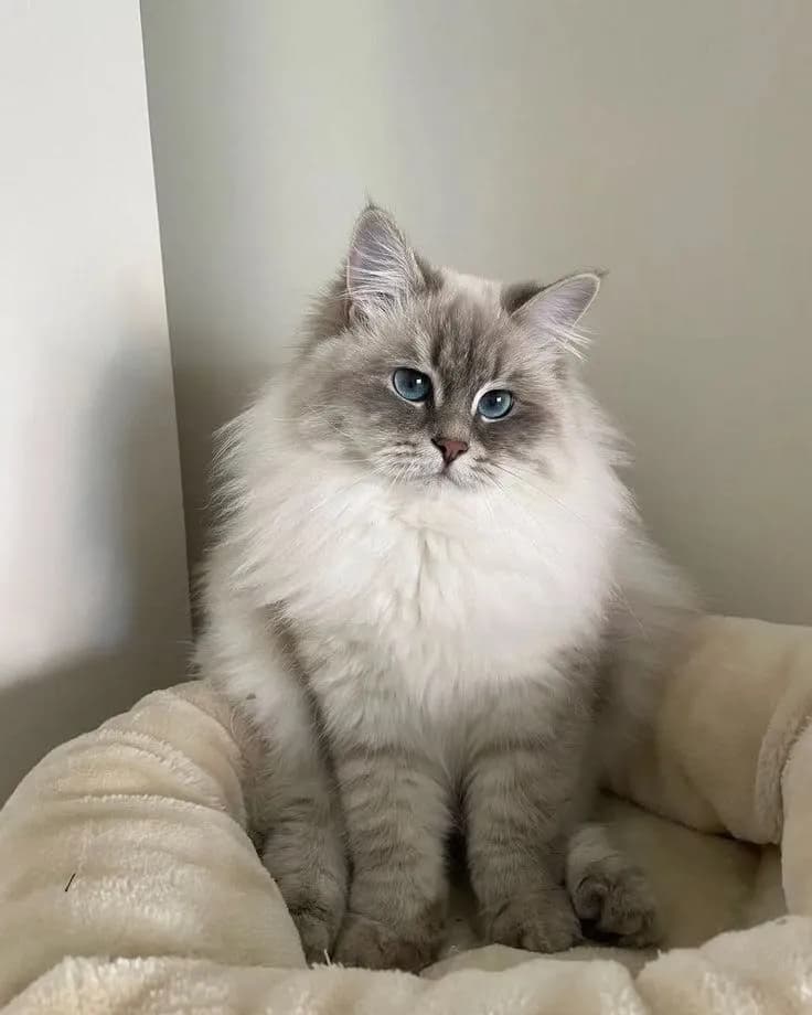 Gato de raza Ragdoll.
