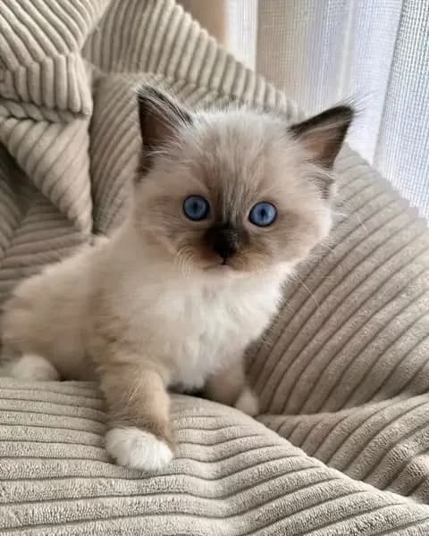 Gato de raza Ragdoll.