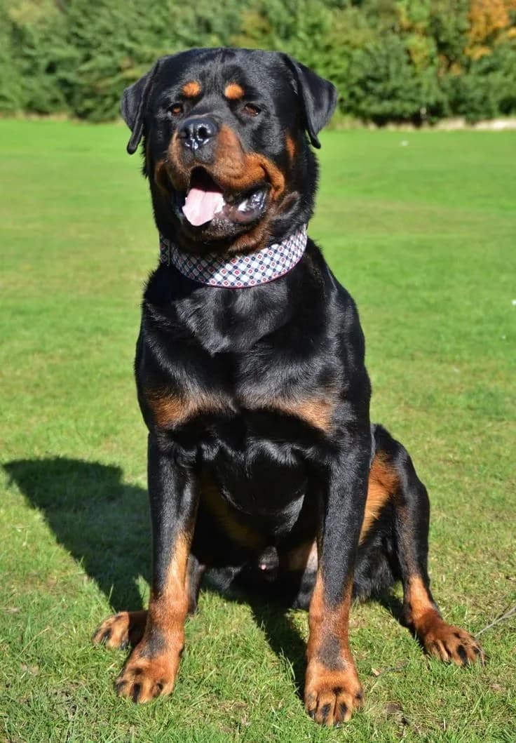 Perro de raza Rottweiller.