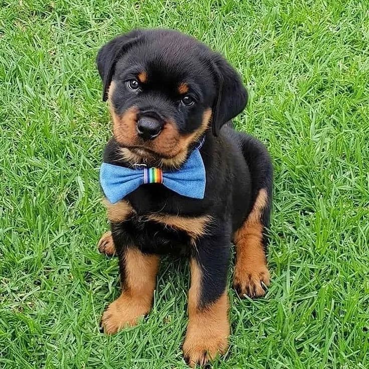 Perro de raza Rottweiller.