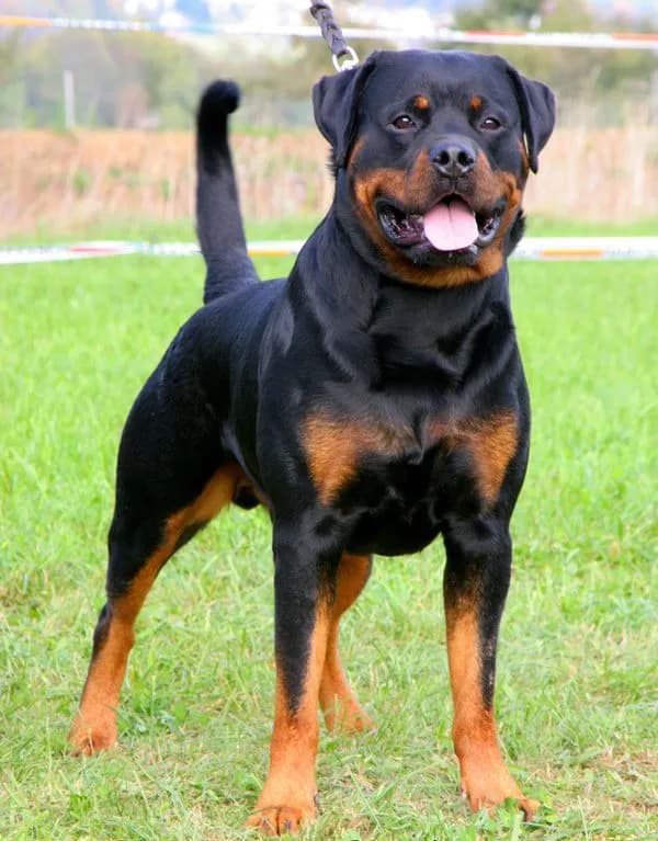 Perro de raza Rottweiller.