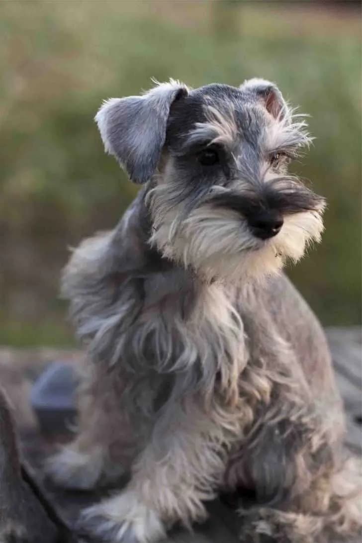 Perro de raza Schnauzer.