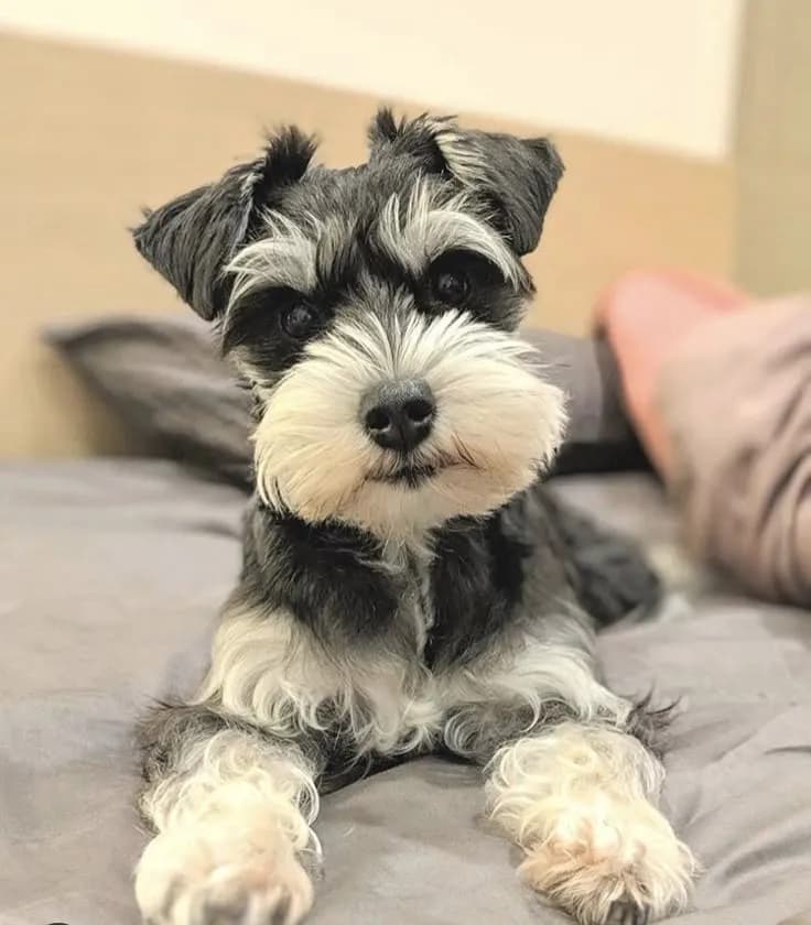 Perro de raza Schnauzer.