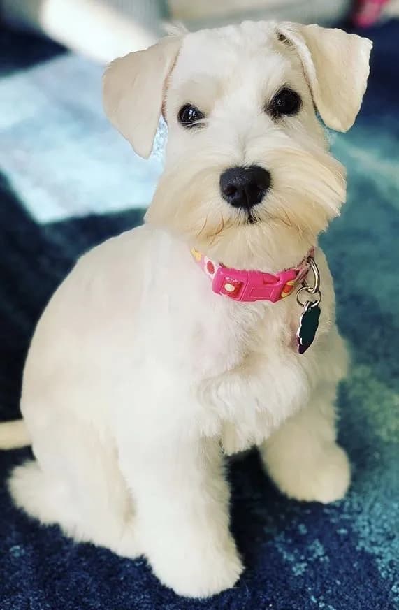 Perro de raza Schnauzer.