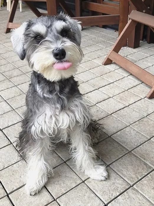 Perro de raza Schnauzer.
