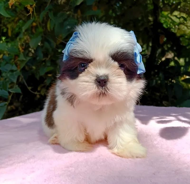 Perro de raza Shih Tzu.
