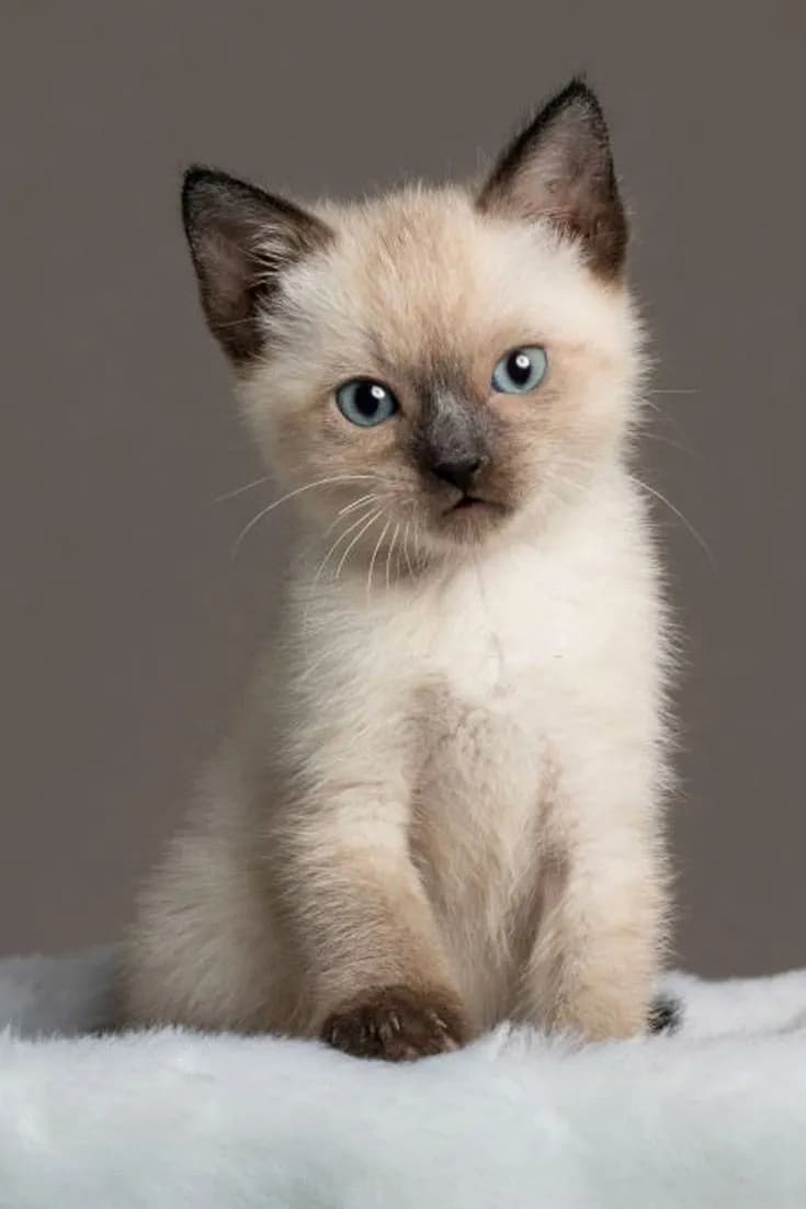Gato de raza Siamés.