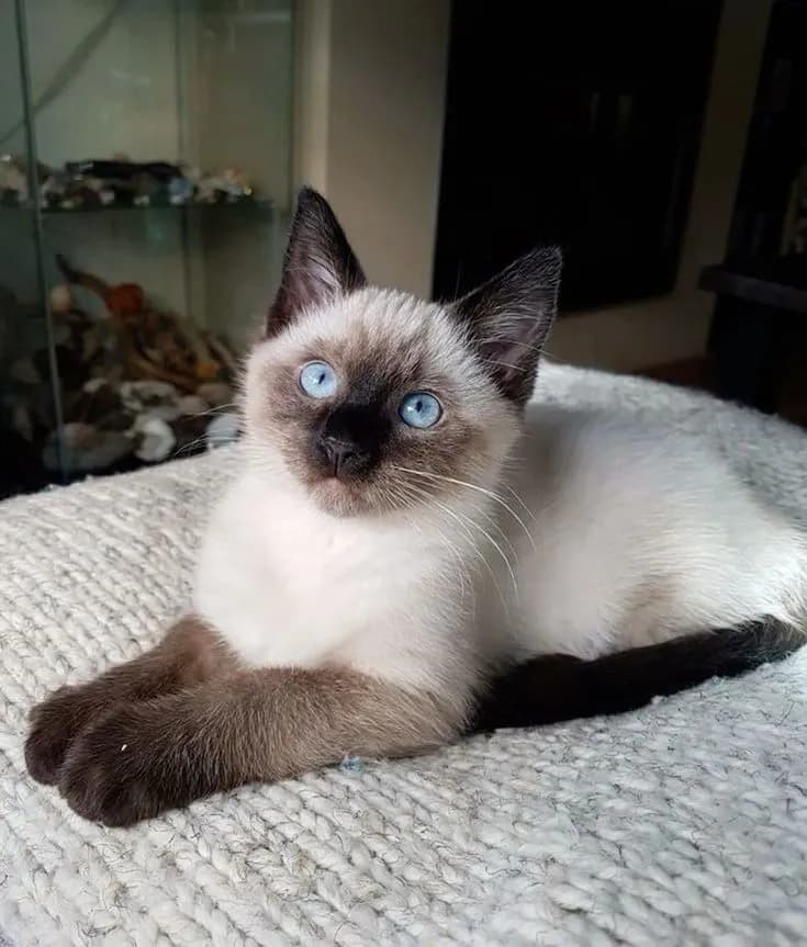 Gato de raza Siamés.