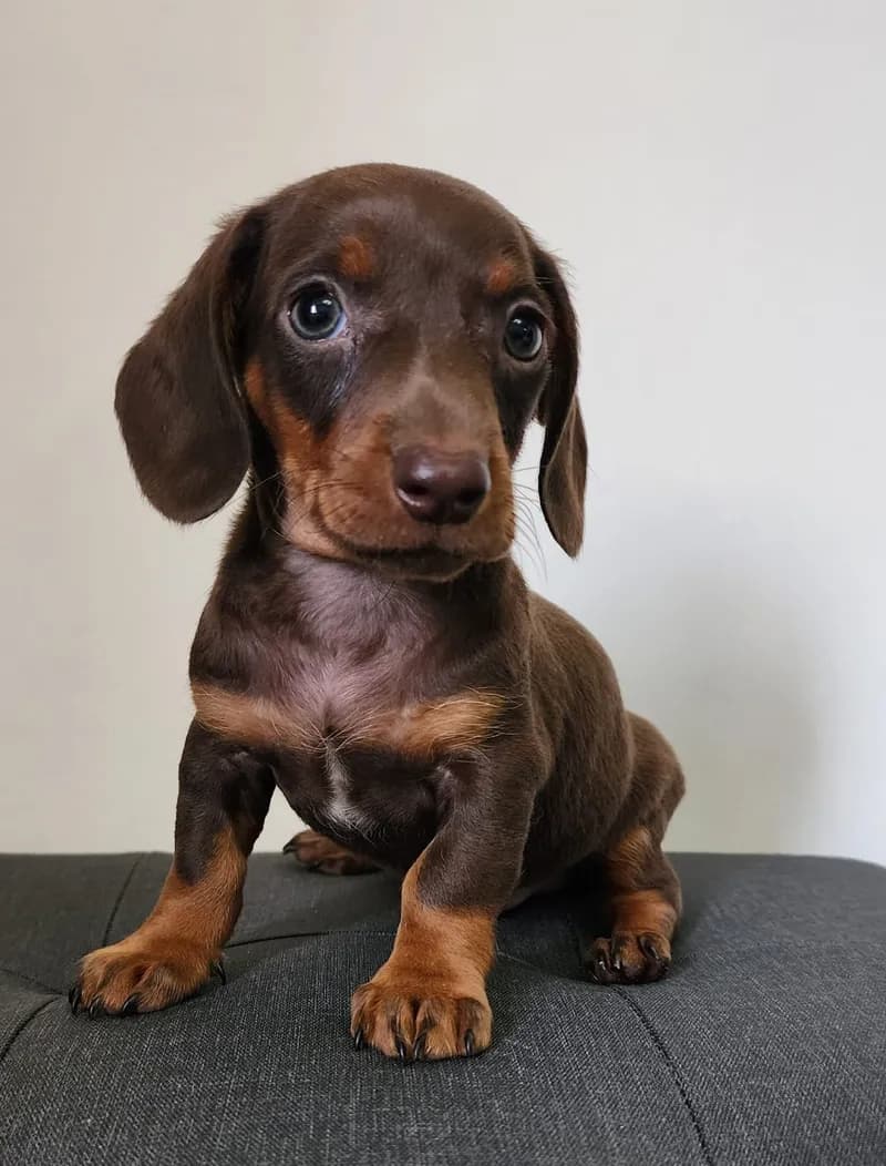 Perro de raza Teckel.