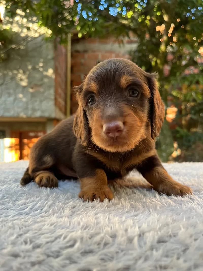 Perro de raza Teckel.
