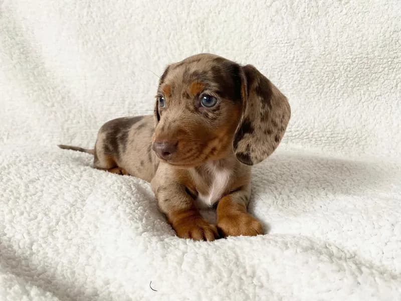 Perro de raza Teckel.